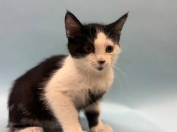 Ham -  Domestic Short Hair Cat for Adoption in Woodbury, Minnesota - Ham | PetCurious