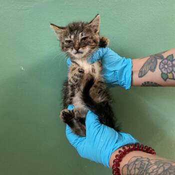IVHS-Stray-139019_8 -  Domestic Short Hair Cat for Adoption in San Gabriel, California - IVHS-Stray-139019_8 | PetCurious
