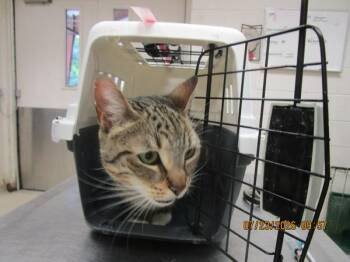 (664) -  Domestic Short Hair Cat for Adoption in Marietta, Georgia - (664) | PetCurious