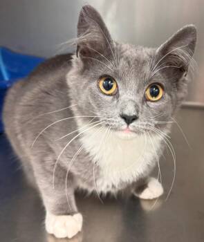 Ash -  Domestic Short Hair Cat for Adoption in Kenai, Alaska - Ash | PetCurious