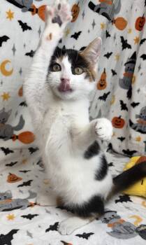 261588  Sushi -  Domestic Short Hair Cat for Adoption in Wetumpka, Alabama - 261588  Sushi | PetCurious