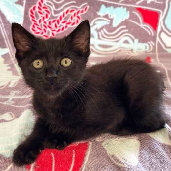 Rescue Domestic Short Hair Cats for Adoption in Mt. Juliet, Tennessee - Turner | PetCurious