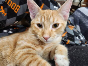 Rescue Domestic Short Hair Cats for Adoption in Hartwell, Georgia - 7386 Appaloosa | PetCurious