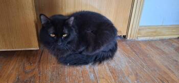 SNICKERS -  Domestic Medium Hair Cat for Adoption in Northfield, Ohio - SNICKERS | PetCurious