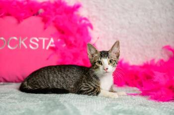 Carrie -  Domestic Short Hair Cat for Adoption in Roanoke, Texas - Carrie | PetCurious