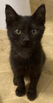 Cortez26 -  Domestic Medium Hair Cat for Adoption in Youngsville, North Carolina - Cortez26 | PetCurious