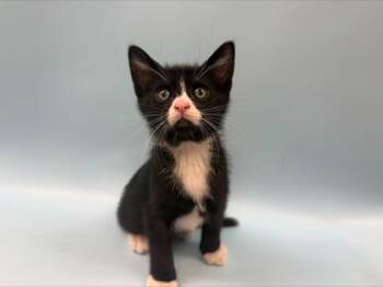 Poseidon -  Domestic Short Hair Cat for Adoption in Woodbury, Minnesota - Poseidon | PetCurious