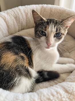 Charmaine -  Domestic Short Hair Cat Available for Adoption in Oviedo, Florida - Charmaine | PetCurious