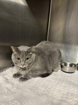 Domestic Short Hair Cats Available for Adoption in Lafayette, Indiana - Smokey | PetCurious