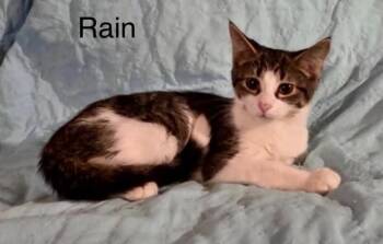 Rain -  Tabby Cat for Adoption in Wyandotte, Michigan - Rain | PetCurious