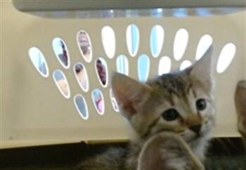 Domestic Short Hair Cats Available for Adoption in Oklahoma City, Oklahoma - A473579 | PetCurious
