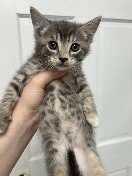 Domestic Short Hair Cats Available for Adoption in Gaithersburg, Maryland - Berry | PetCurious