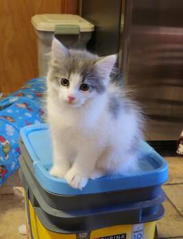 Roscoe -  Domestic Medium Hair Cat for Adoption in Johnson City, Tennessee - Roscoe | PetCurious
