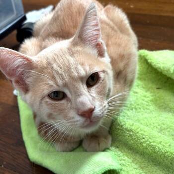 Rory -  Domestic Short Hair Cat for Adoption in Vallejo, California - Rory | PetCurious