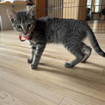 Wild Thing C70757 -  Domestic Short Hair Cat for Adoption in Minnetonka, Minnesota - Wild Thing C70757 | PetCurious