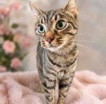 Rylee -  Domestic Short Hair Cat for Adoption in Portsmouth, Ohio - Rylee | PetCurious