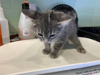PEWTER -  Domestic Short Hair Cat for Adoption in Grand Prairie, Texas - PEWTER | PetCurious