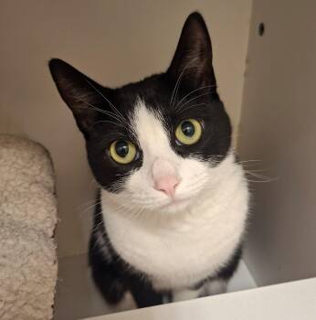 Mellow -  Domestic Short Hair Cat for Adoption in Wallingford, Connecticut - Mellow | PetCurious