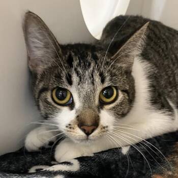 Hadley -  Domestic Short Hair Cat for Adoption in Dekalb, Illinois - Hadley | PetCurious