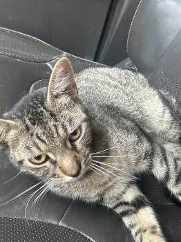 A432623 -  Domestic Short Hair Cat for Adoption in Conroe, Texas - A432623 | PetCurious
