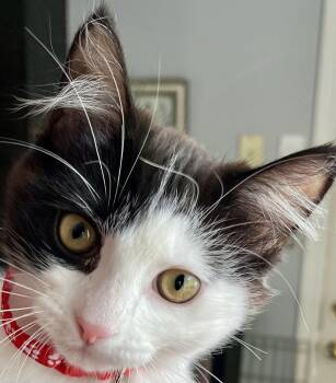 COVEN -  Domestic Short Hair Cat for Adoption in Minesing, Ontario - COVEN | PetCurious