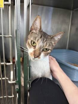 Kadabra -  Domestic Short Hair Cat for Adoption in Austin, Texas - Kadabra | PetCurious