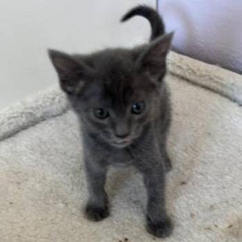 Yahtzee -  Domestic Short Hair Cat for Adoption in Pleasant Hill, California - Yahtzee | PetCurious