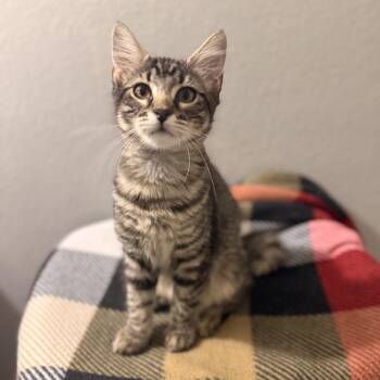 Rescue Domestic Medium Hair Cats for Adoption in Fort Collins, Colorado - Chai | PetCurious