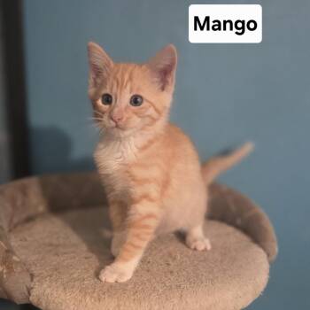Mango -  Domestic Short Hair Cat for Adoption in NEW PT RICHEY, Florida - Mango | PetCurious