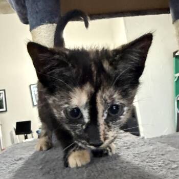 Calypso -  Domestic Short Hair Cat for Adoption in Prosper, Texas - Calypso | PetCurious