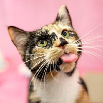 Domestic Short Hair Cats Available for Adoption in Lynchburg, Virginia - Patches | PetCurious