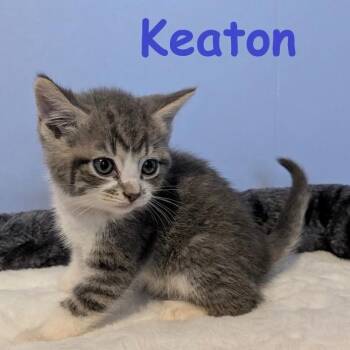 Domestic Short Hair Cats Available for Adoption in New Bern, North Carolina - KEATON Kitten (m) | PetCurious