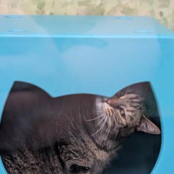 Domestic Short Hair Cats Available for Adoption - Callie | PetCurious