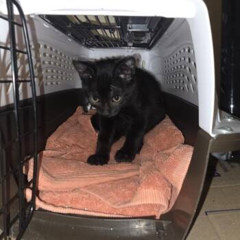Raksha -  Domestic Short Hair Cat for Adoption in Buffalo, Minnesota - Raksha | PetCurious