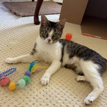 Lucy -  Domestic Short Hair Cat for Adoption in Seneca, South Carolina - Lucy | PetCurious