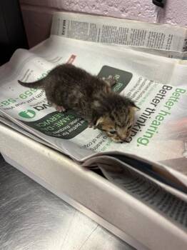 PATRICIA -  Domestic Short Hair Cat for Adoption in Jacksonville, Florida - PATRICIA | PetCurious