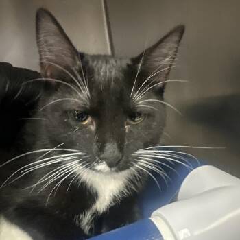 Alpha -  Domestic Short Hair Cat for Adoption in Lakeland, Florida - Alpha | PetCurious