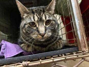 Shaggy -  Domestic Short Hair Cat for Adoption in Honolulu, Hawaii - Shaggy | PetCurious