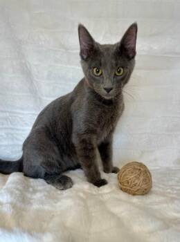 Rescue Domestic Short Hair Cats for Adoption in Englewood, Florida - Vance | PetCurious