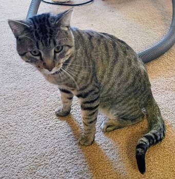 Rescue Domestic Short Hair Cats for Adoption in Pocatello, Idaho - Bubba | PetCurious