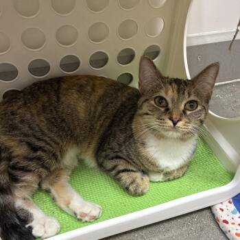 Mochi -  Domestic Short Hair Cat for Adoption in Shelbyville, Indiana - Mochi | PetCurious