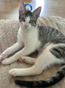 Sammy -  Domestic Short Hair Cat for Adoption in Los Angeles, California - Sammy | PetCurious