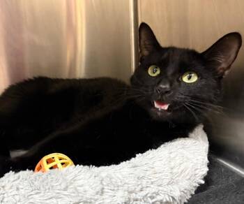 Chicken Nugget -  Domestic Short Hair Cat for Adoption in Fall River, Massachusetts - Chicken Nugget | PetCurious