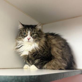 Domestic Long Hair Cats Available for Adoption - Matel | PetCurious