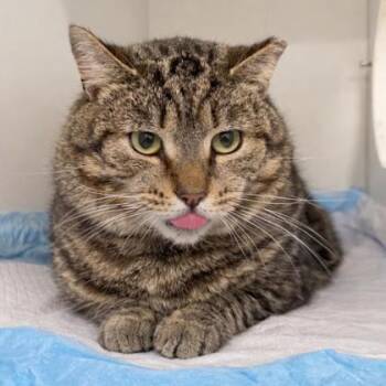 Domestic Short Hair Cats Available for Adoption - Snowman | PetCurious