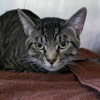 Eli -  Domestic Long Hair Cat for Adoption in Council Bluffs, Iowa - Eli | PetCurious