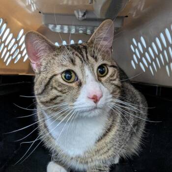 Sparks -  Domestic Short Hair Cat Available for Adoption in Watertown, New York - Sparks | PetCurious