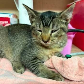 Tiffin -  Domestic Short Hair Cat for Adoption in Edwardsville, Illinois - Tiffin | PetCurious