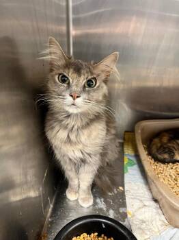 Stormy -  Domestic Long Hair Cat for Adoption in Hopkinsville, Kentucky - Stormy | PetCurious