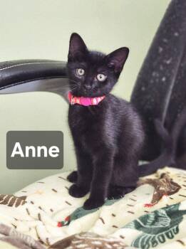 Ann -  Domestic Short Hair Cat for Adoption in Council Bluffs, Iowa - Ann | PetCurious
